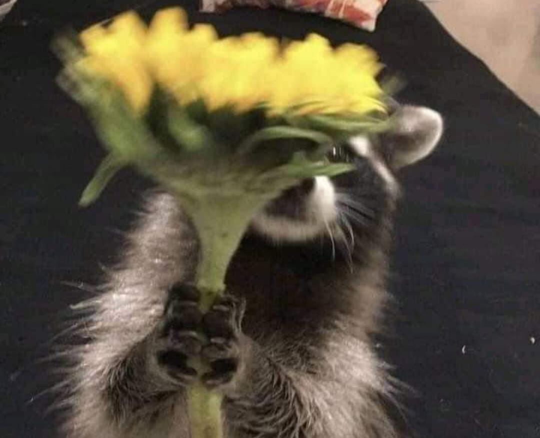 UnMexican0's tweet photo. La fotografía me está consumiendo (en el mejor de los sentidos) 🌹 https://t.co/TJubgl3IrN