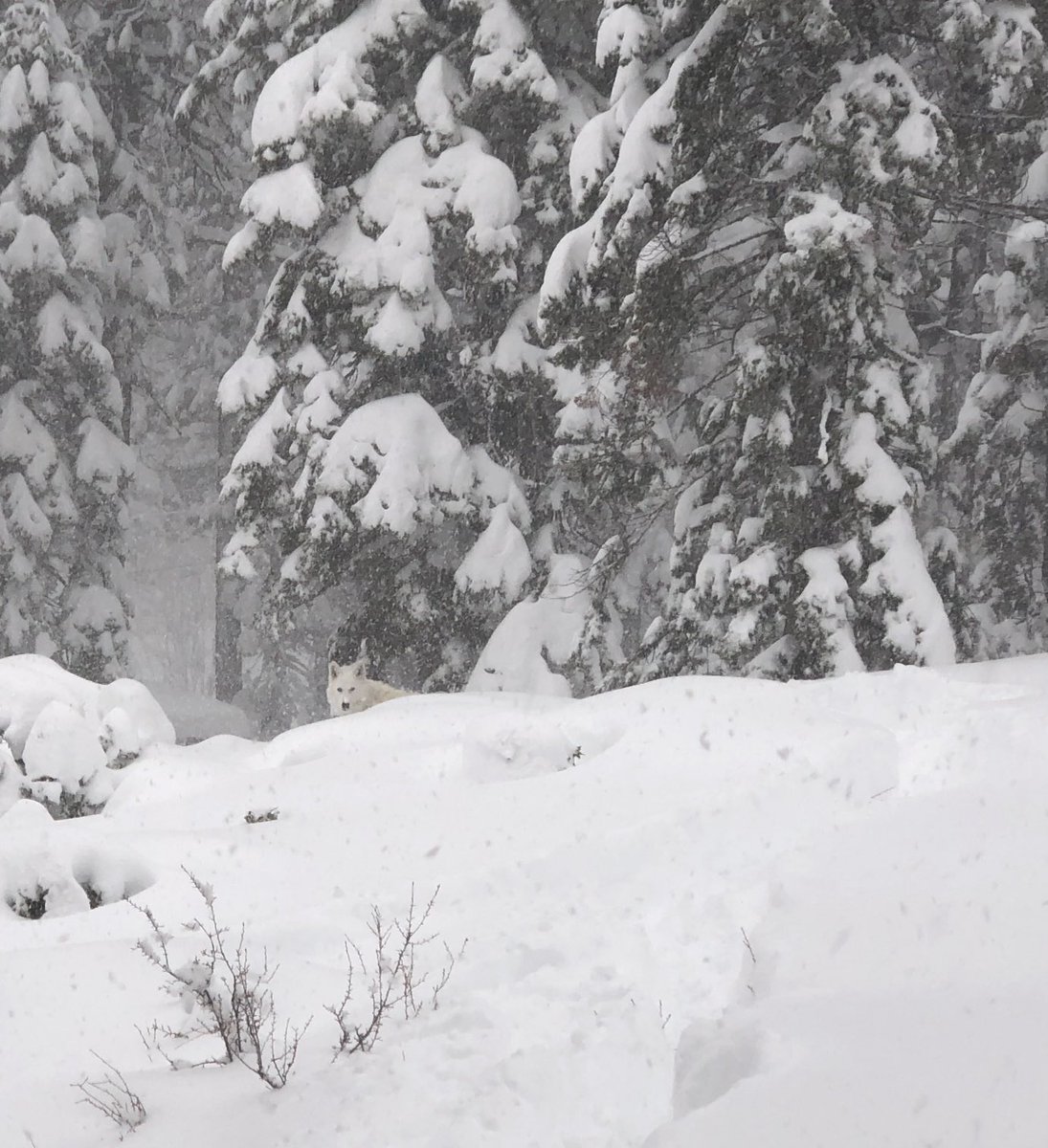 Snow #wolf! ⁦<a href="/Aqutaq/">Aqutaq</a>⁩ enjoying the winter of 2019.