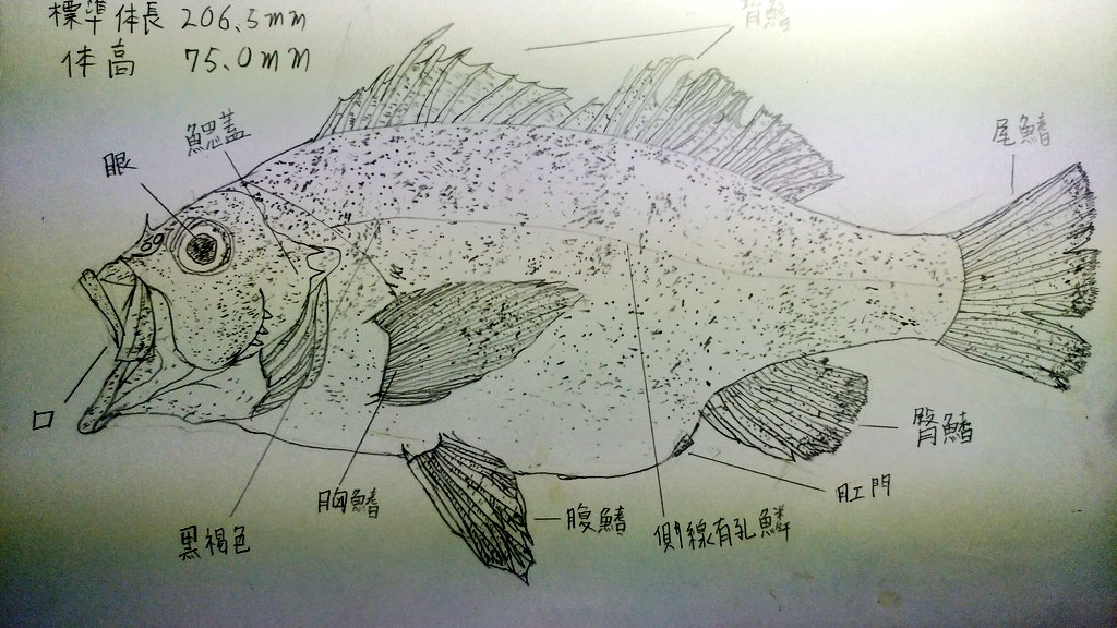 アナログで描くとしたら電車よりもお魚の方が得意('ー`)