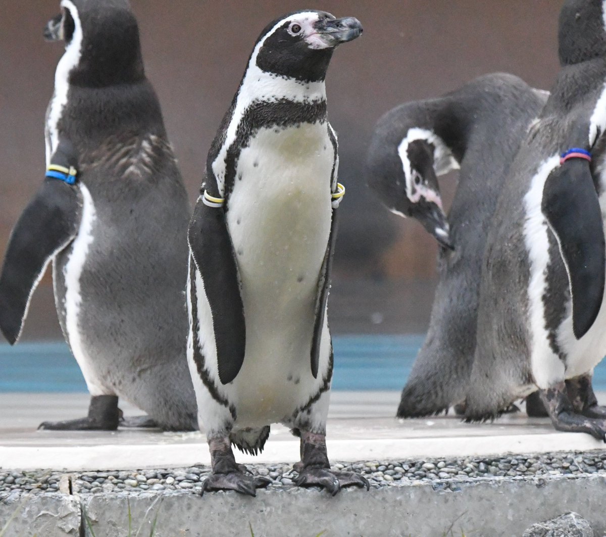 しぇむりんはｷｭｯしか間に合わなかった #小諸市動物園 #シェムリ　#フンボルトペンギン