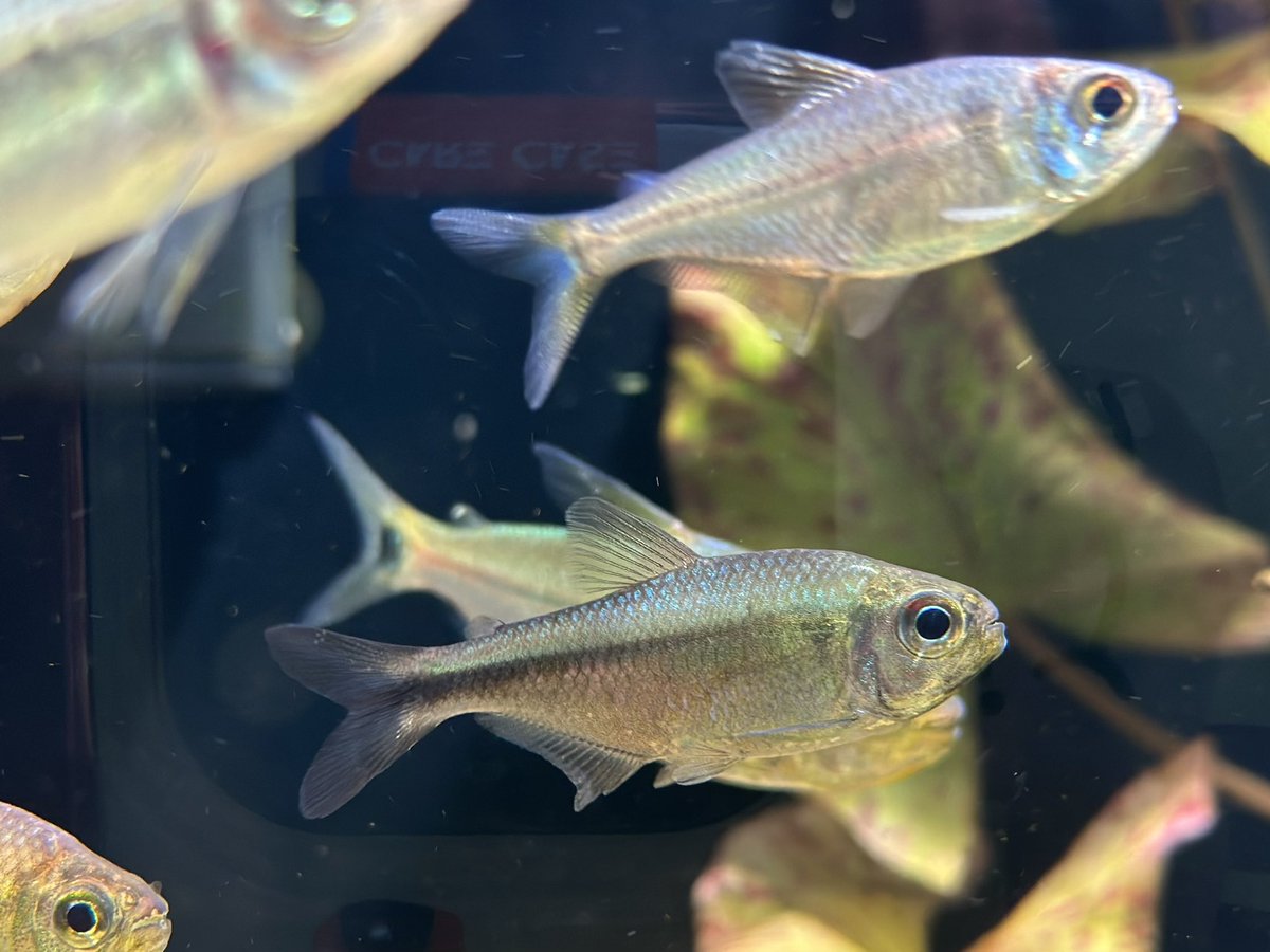 Guava924's tweet photo. Cute little fish… https://t.co/BPnJ0AlLtu