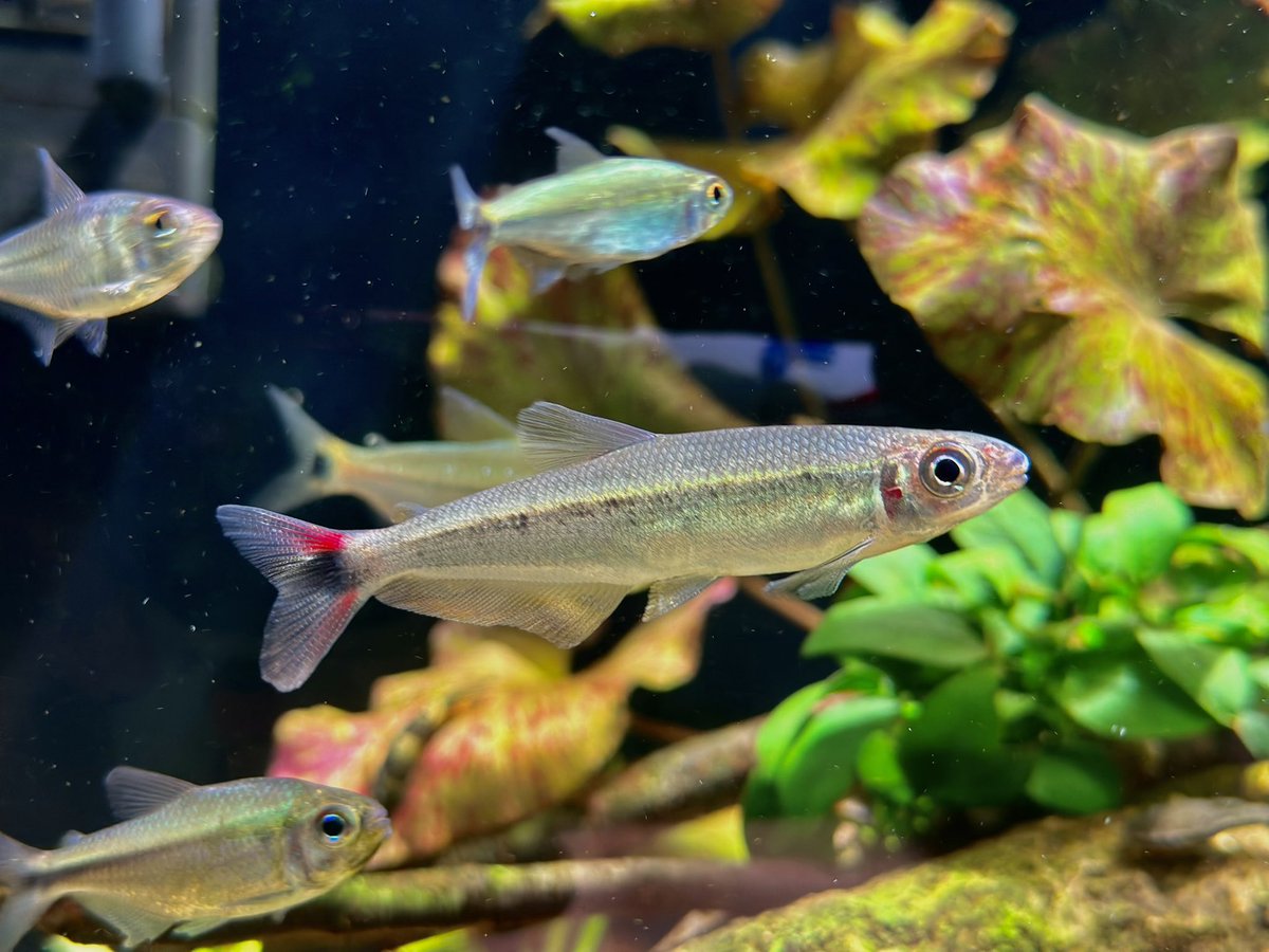 Guava924's tweet photo. Cute little fish… https://t.co/BPnJ0AlLtu