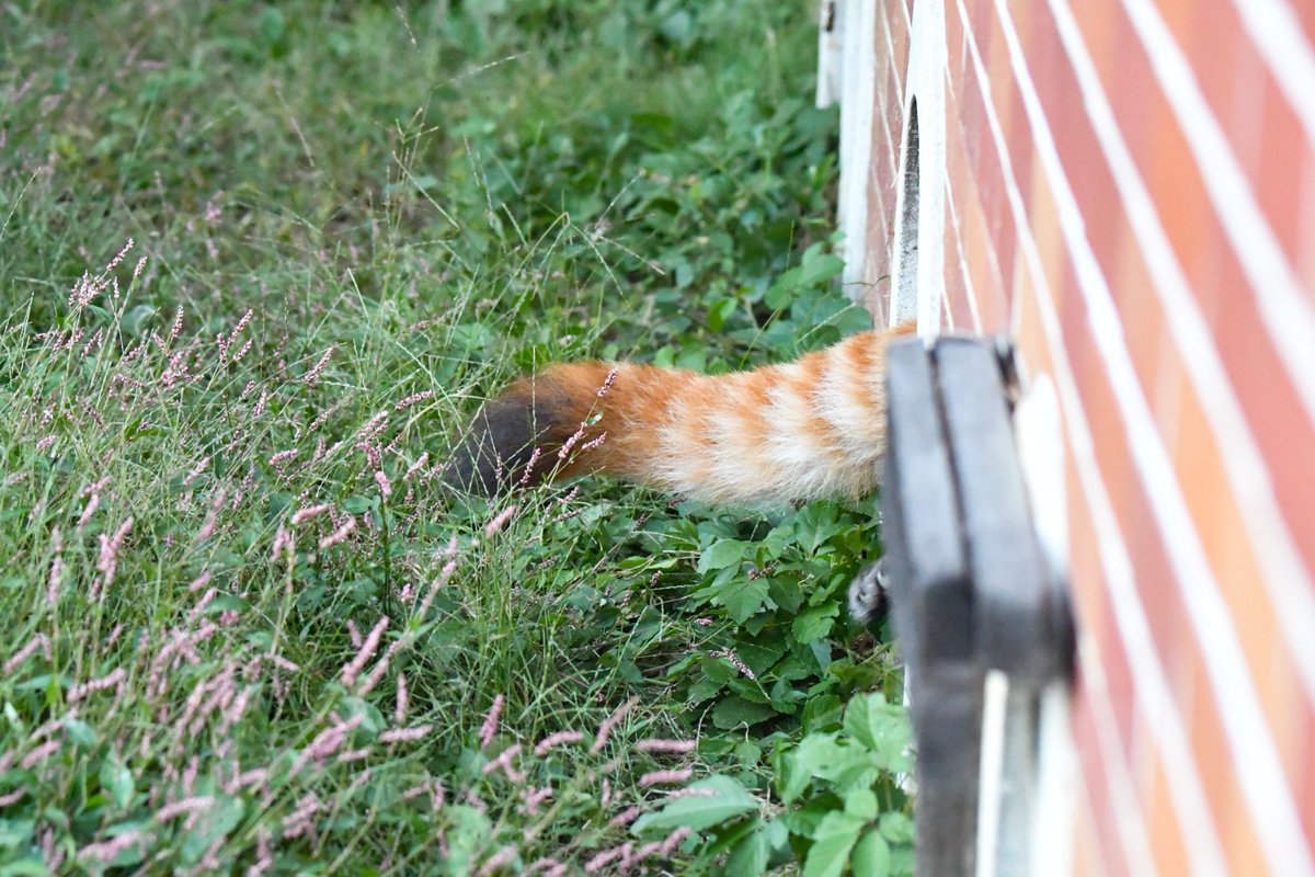 カリンちゃんかわいいセット #東武動物公園 #カリン　#レッサーパンダ