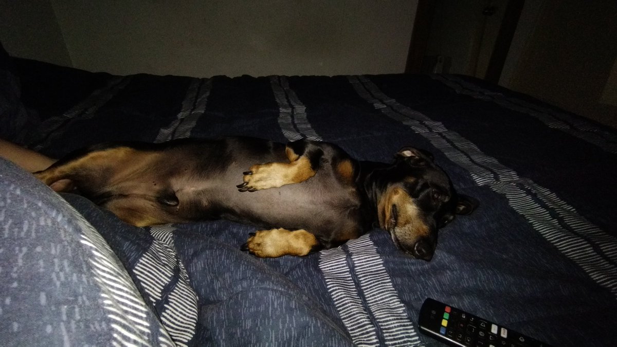 kathytooh's tweet photo. Saludos tio aqui viendo el programa con el Don Chente el Salchicha gordo bachicha 🐶❤️ #GranHermanoCHV @ClaudioMichaux #GranHermanoChile https://t.co/wiuVLlNYnT
