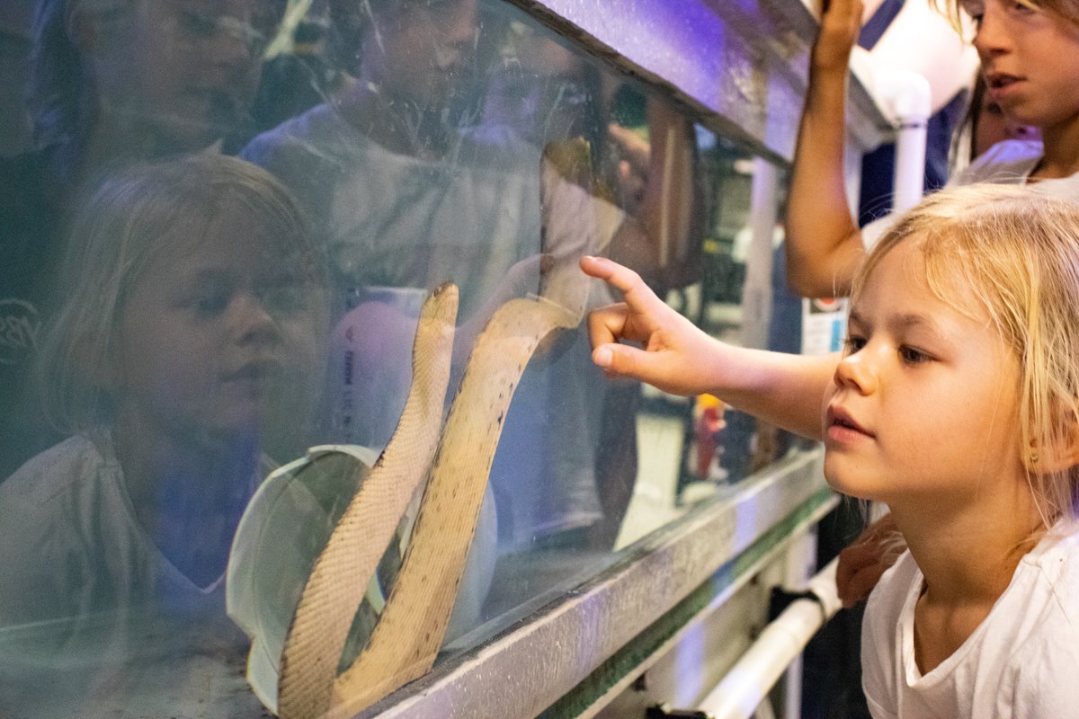 ExmouthResearch's tweet photo. It was great to meet so many local sea snake enthusiasts at the @ExmouthResearch lab open day on the weekend! 🐍🌊

@UniofAdelaide scientists enjoyed busting some common sea snake myths, as they introduced our community to 4 species of snakes found in the Exmouth Gulf. https://t.co/WszInldHyi