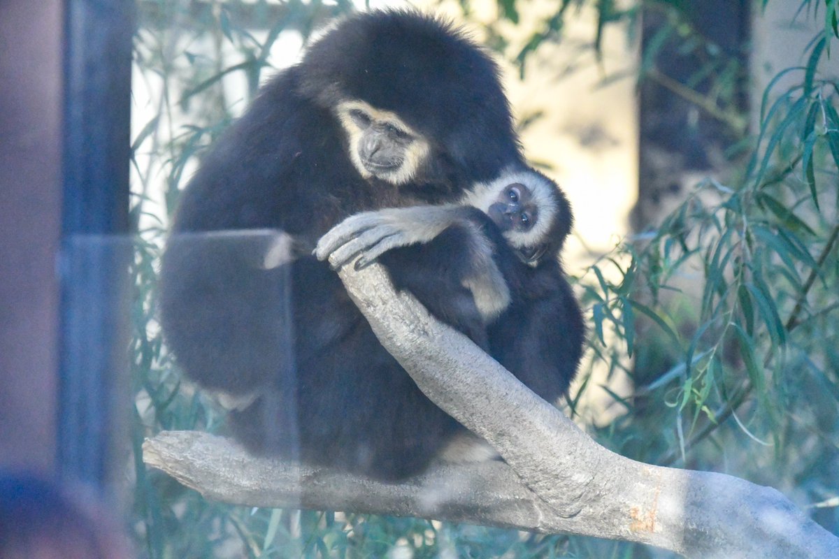 ガイドのときにちょうど来てくれました #東武動物公園 #ニコ　#マコ　#シロテテナガザル #国際テナガザルの日