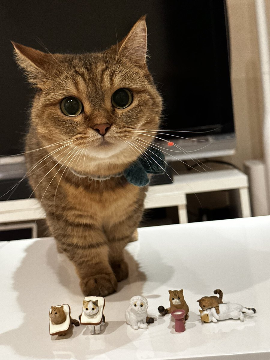 リツイート多くてごめんなさい…うれしくて…
#にぼしら