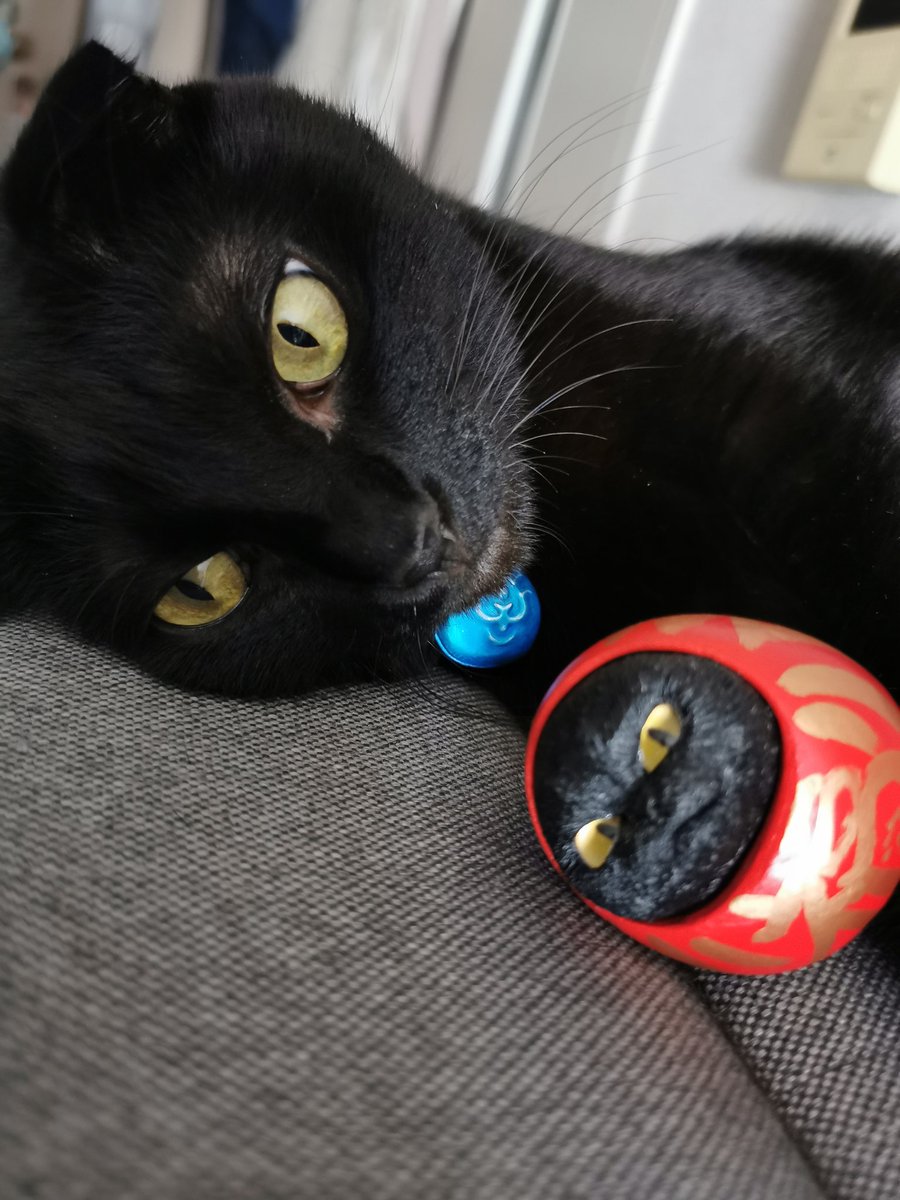 Bglgz5JzueCP4X7's tweet photo. うちの子に似てるけだるまさんを同じポーズで置いてみた！
どの角度も似てて可愛い＆嬉しい😆
#猫のいる暮らし
#emptycan
#けだるま
#猫 https://t.co/NjCQLGUPeG