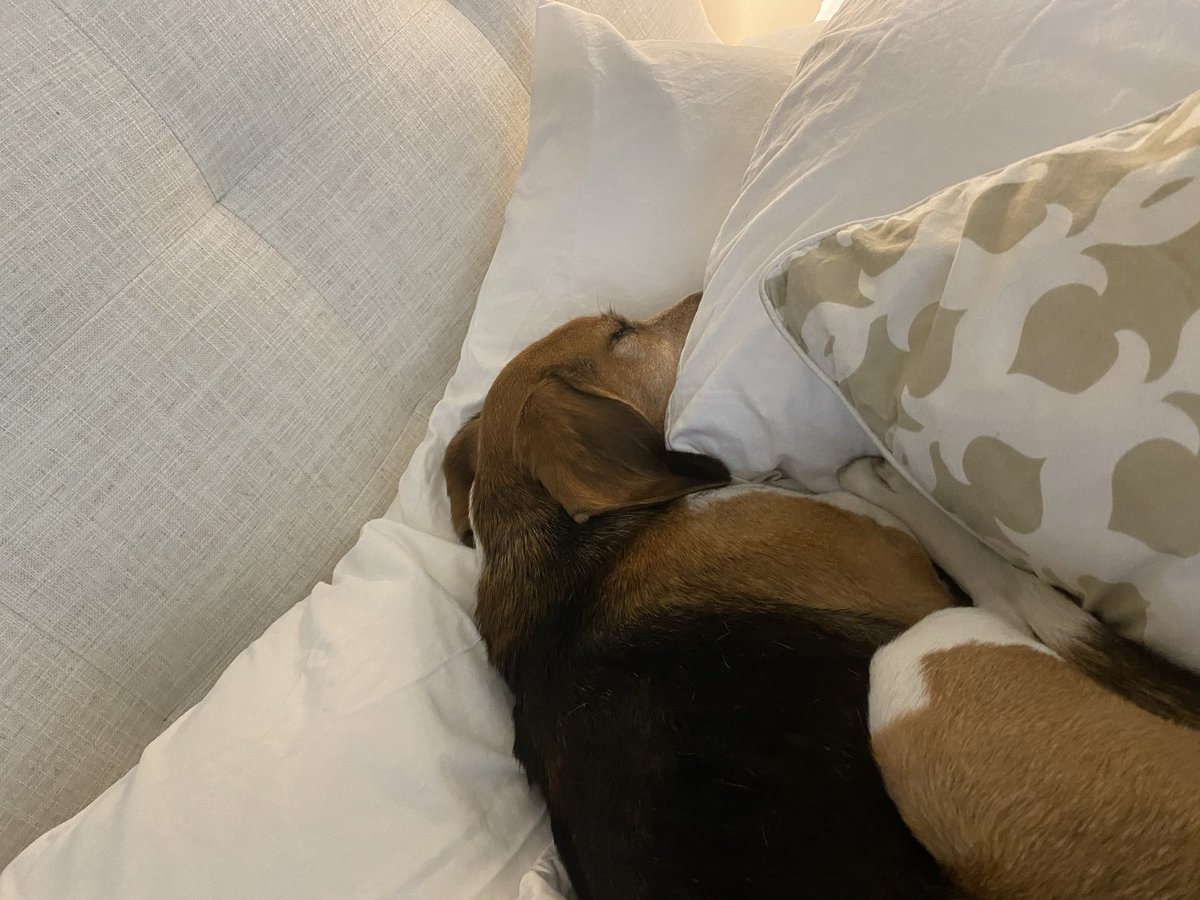 reader327's tweet photo. @beaglefacts As many pillows as possible, please https://t.co/wfLo113EI8