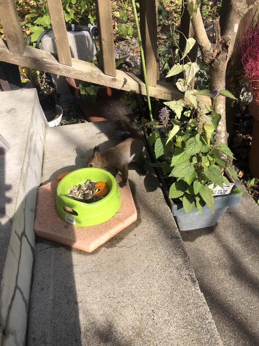 風邪だけど空気吸いたさに外に出たら真っ隣に。  警戒心あるのかないのかわからんね君。