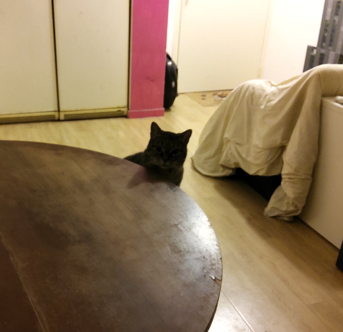 Don Grizzly Modeste tweet media