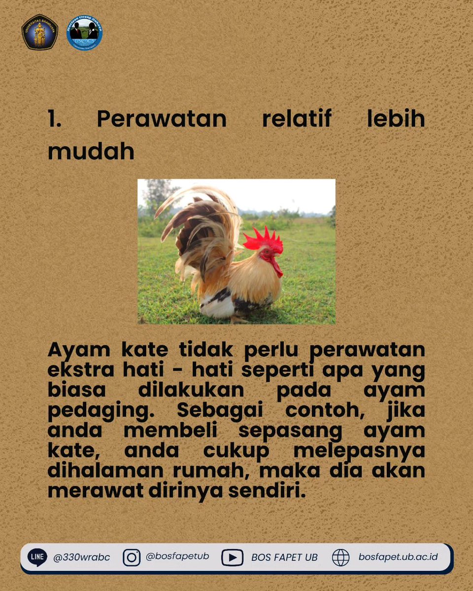 bosfapetub's tweet photo. [KEUNTUNGAN BERBISNIS AYAM KATE]

Ayam kate memiliki fisik berukuran minim sehingga sering menjadikannya sebagai ayam hias. Dengan dijadikannya ayam kate sebagai ayam hias tentu memiliki nilai jual tinggi. Apa saja keuntungan dari berbisnis ayam kate ini, berikut penjelasannya : https://t.co/ho24Ngxygq