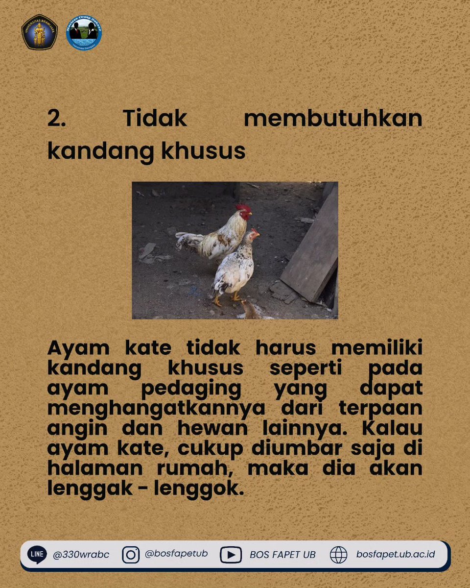 bosfapetub's tweet photo. [KEUNTUNGAN BERBISNIS AYAM KATE]

Ayam kate memiliki fisik berukuran minim sehingga sering menjadikannya sebagai ayam hias. Dengan dijadikannya ayam kate sebagai ayam hias tentu memiliki nilai jual tinggi. Apa saja keuntungan dari berbisnis ayam kate ini, berikut penjelasannya : https://t.co/ho24Ngxygq