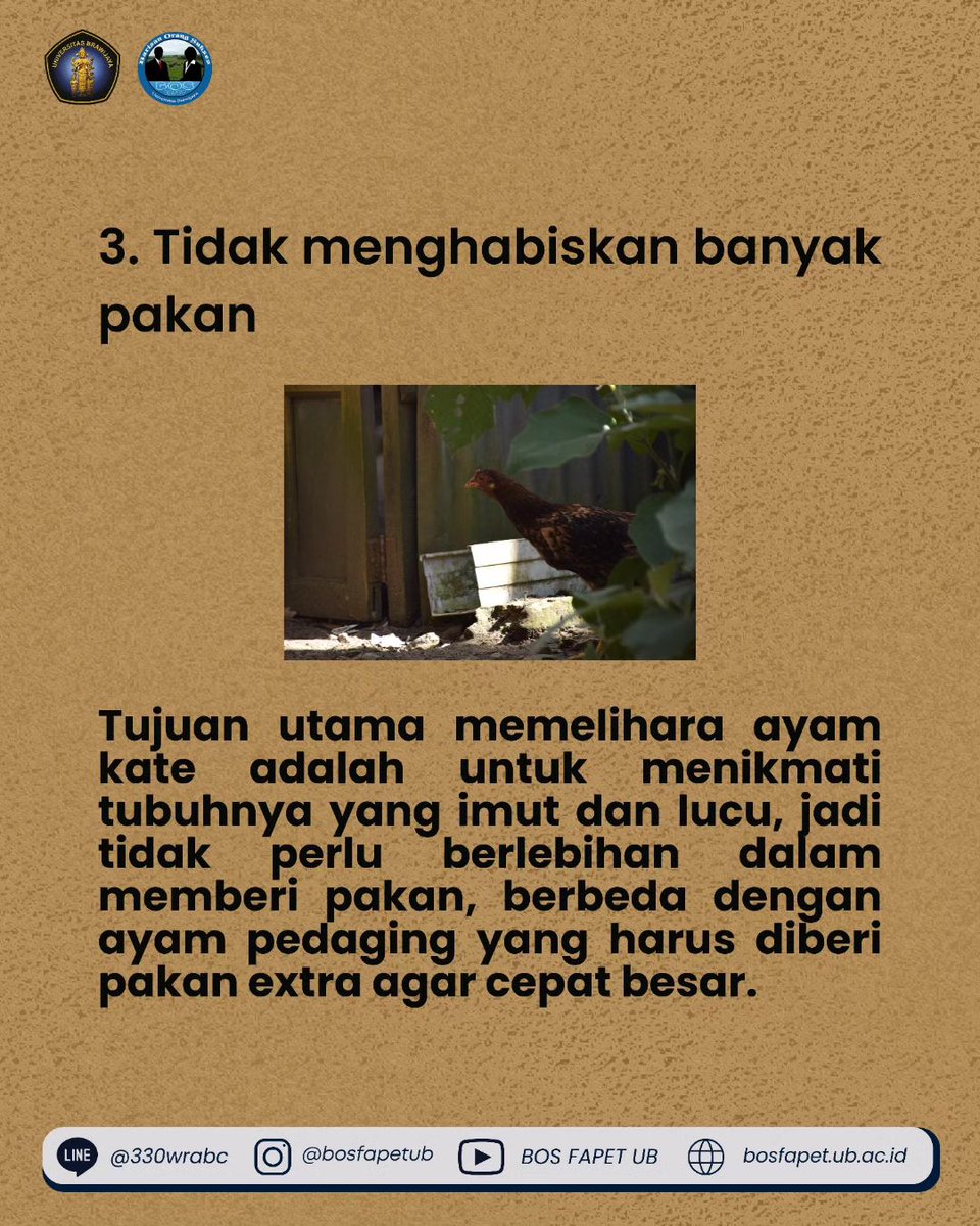 bosfapetub's tweet photo. [KEUNTUNGAN BERBISNIS AYAM KATE]

Ayam kate memiliki fisik berukuran minim sehingga sering menjadikannya sebagai ayam hias. Dengan dijadikannya ayam kate sebagai ayam hias tentu memiliki nilai jual tinggi. Apa saja keuntungan dari berbisnis ayam kate ini, berikut penjelasannya : https://t.co/ho24Ngxygq
