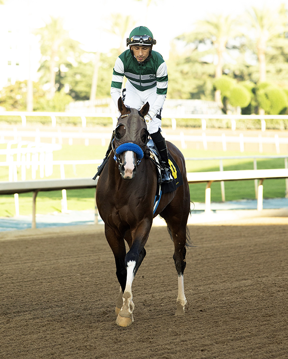 sadlerracing's tweet photo. This gelding by Arrogate showed true class on Sunday. He ran ahead of the pack to win by almost 2 lengths in the 8th race #sadlerstyle Congratulations to his amazing owners @KostaHronis @stephrosa3 @Hronis_Racing Thank you to our staff @johnwsadler @JuanLeyva1984 @NathalieDarley https://t.co/dgio76wp2c