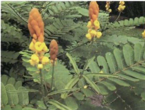NesianNomad's tweet photo. #MedicinalPlants in #BougainvillePNG are used to treat a wide range of common ailments. Read about this cultural practice at https://t.co/ocS67k3HWh https://t.co/B5mBnNQRPh