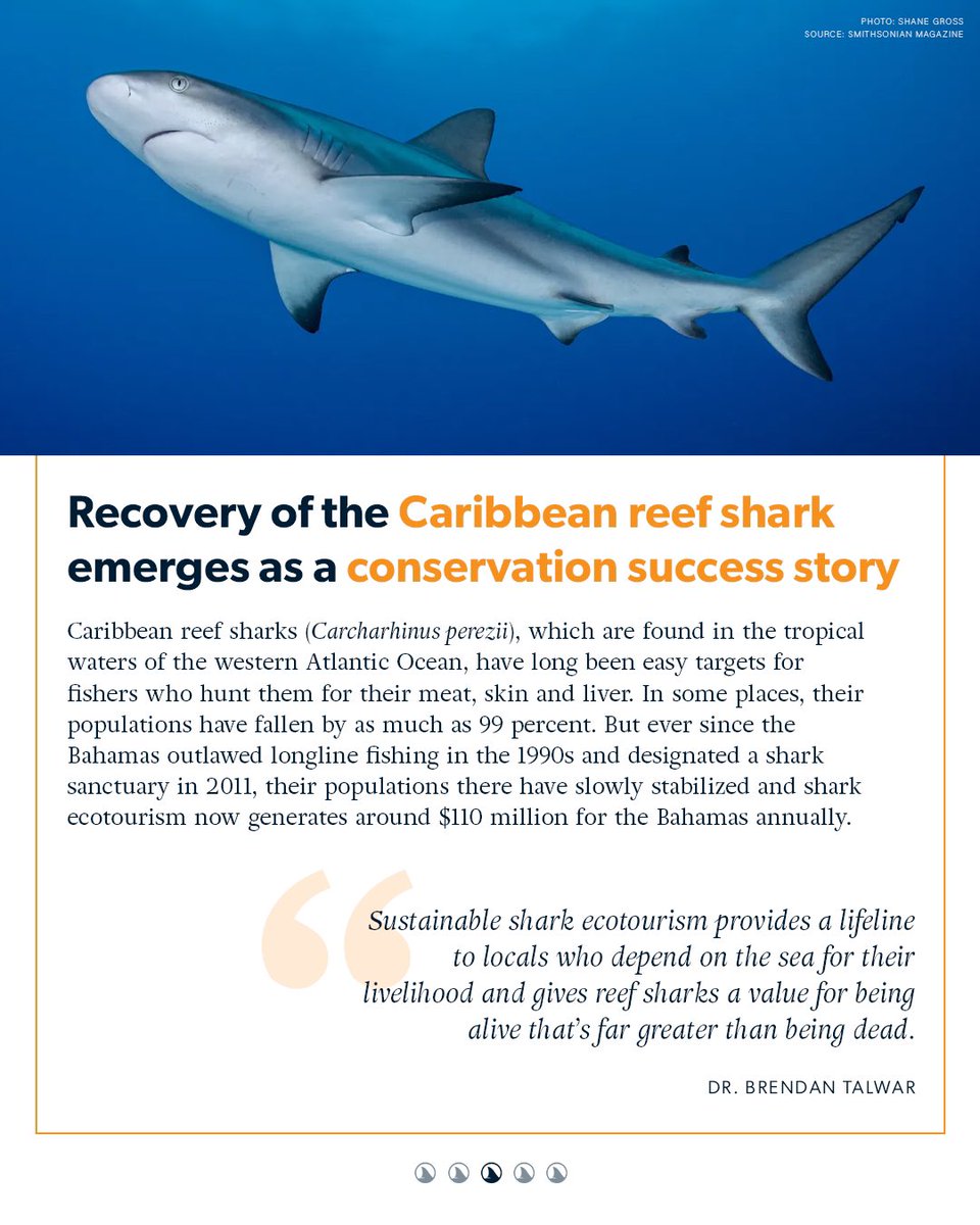 resharkorg's tweet photo. Today’s the int’l day for climate action &amp; we remain steadfast in our mission to reverse the decimation of #sharks &amp; #rays brought about by habitat destruction, #climate change &amp; human greed. Here’s our round up of the past month’s #HopefulHeadlines to keep us going! 🦈✨ https://t.co/U33TuFHdtE