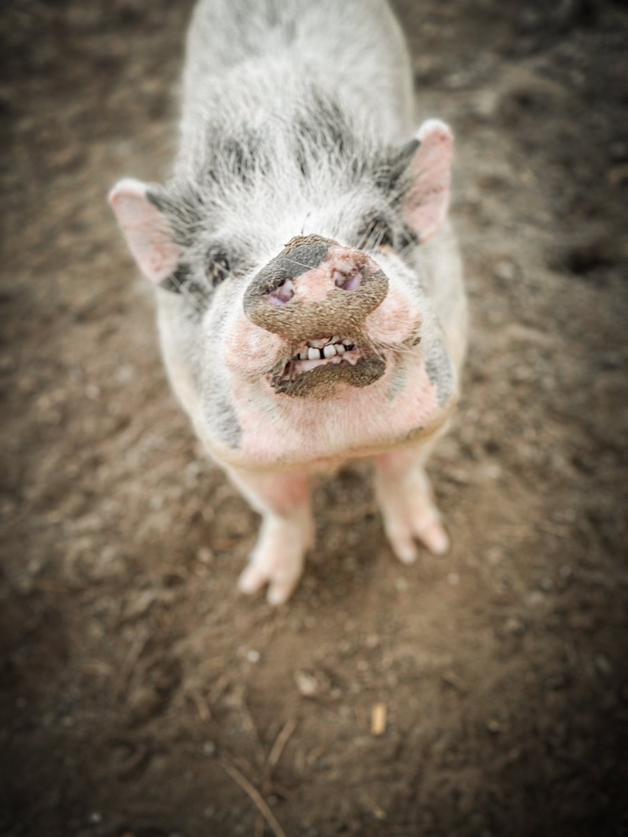 Here’s one of my pigs! Meet Hamlet! 🖤🤍🖤