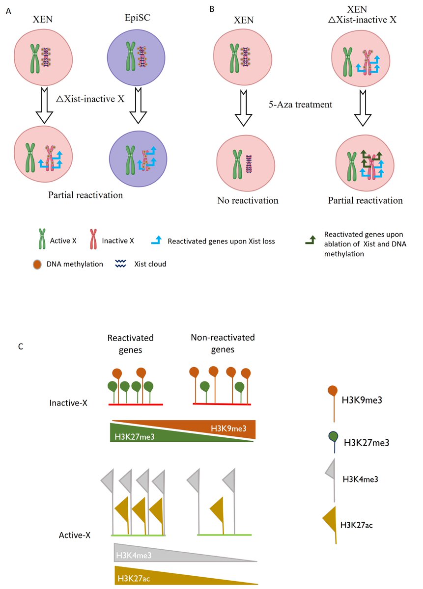 SrimontaGayen_Epigenetics lab (@srimontagayen) on Twitter photo Check our preprint: Reactivation of X-linked genes following #Xist loss depend on chromatin state in #EpiSC and #XEN biorxiv.org/content/10.110… Excellent contribution by @AravaManiteja and crew <a href="/SudeshnaMajum18/">Sudeshna Majumdar</a> <a href="/Sowjany54874308/">Sowjanya</a> <a href="/Hemantcnaik666/">Hemant Chandru Naik</a> <a href="/BaroRunumi/">Runumi Baro</a> Thanks <a href="/serbonline/">SERB</a> Check our preprint: Reactivation of X-linked genes following #Xist loss depend on chromatin state in #EpiSC and #XEN biorxiv.org/content/10.110… Excellent contribution by @AravaManiteja and crew <a href="/SudeshnaMajum18/">Sudeshna Majumdar</a> <a href="/Sowjany54874308/">Sowjanya</a> <a href="/Hemantcnaik666/">Hemant Chandru Naik</a> <a href="/BaroRunumi/">Runumi Baro</a> Thanks <a href="/serbonline/">SERB</a>
