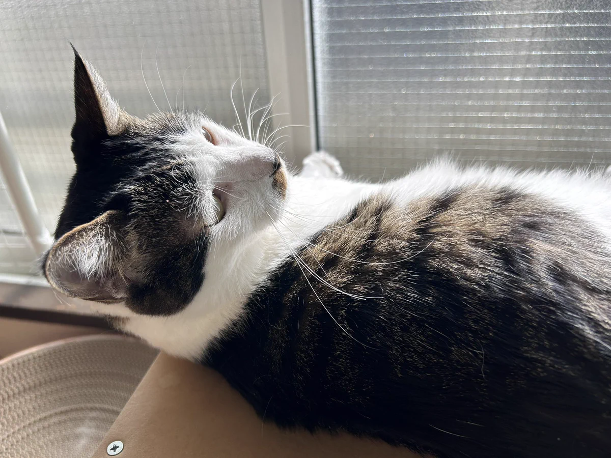 くらはしれい na platformě X: „#このタグを見た人は黙って猫を貼る“ / X