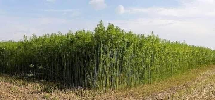 pierpi13's tweet photo. COME E PERCHÉ È VIETATA LA CANAPA?
1.  Un ettaro di canapa produce tanto ossigeno quanto 25 ettari di foresta.
2.  Ripeto, un ettaro di canapa può produrre tanta carta quanto 4 ettari di bosco.
3.  Mentre la canapa può essere trasformata in carta 8 volte, il legno può essere trasformato in carta 3 volte.
4.  La canapa cresce in 4 mesi, l'albero in 20-50 anni.
5.  Il fiore di canapa è una vera trappola per radiazioni.
6.  La canapa può essere coltivata ovunque nel mondo e richiede pochissima acqua.  Inoltre, poiché è in grado di difendersi dagli insetti, non necessita di pesticidi.
7.  Se i tessuti di canapa si diffondessero, l'industria dei pesticidi potrebbe scomparire completamente.
8.  I primi contadini  usavano la  canapa;  anche la parola "KANVAS" è il nome dei prodotti di canapa.
La canapa è anche una pianta ideale per realizzare corde, cordoni, borse, scarpe, cappelli.
9.  Ridurre gli effetti della chemioterapia e delle radiazioni nel trattamento della cannabis, dell'AIDS e del cancro;  Viene utilizzato in almeno 250 malattie come reumatismi, cuore, epilessia, asma, stomaco, insonnia, psicologia e malattie della colonna vertebrale.
10.  Il valore proteico dei semi di canapa è molto alto e i due acidi grassi in esso contenuti non si trovano da nessun'altra parte in natura.
11.  La canapa è ancora più economica da produrre rispetto alla soia.
12.  Gli animali alimentati con cannabis non hanno bisogno di sostituzioni ormonali.
13.  Tutti i prodotti in plastica possono essere fatti di canapa e la plastica di canapa è molto facile da restituire alla natura.
14.  Se la carrozzeria di un'auto è fatta di canapa, sarà 10 volte più resistente dell'acciaio.
15.  Può essere utilizzato anche per isolare gli edifici;  durevole, economico e flessibile.
16.  Saponi e cosmetici a base di canapa non contaminano l'acqua;  quindi è completamente ecologico.
La produzione era obbligatoria nell'America del XVIII secolo e gli agricoltori che non producevano furono imprigionati.  Ora, però, la situazione è ribaltata.  DA DOVE?
-W.  Р.  Nel 1900, Hearst possedeva giornali, riviste e media in America.  Avevano foreste e producevano carta.  Se la carta fosse stata fatta di canapa, avrebbe potuto perdere milioni.
- Rockefeller era l'uomo più ricco del mondo.  Aveva una compagnia petrolifera.  I biocarburanti, l'olio di canapa, ovviamente, erano il suo più grande nemico.
-Mellon era uno dei principali azionisti della Dupont Company e aveva un brevetto per la produzione di materie plastiche da prodotti petroliferi.  E l'industria della cannabis ha minacciato il suo mercato.
- Successivamente, il presidente Mellon Hoover divenne Segretario del Tesoro.  I grandi nomi di cui abbiamo parlato hanno deciso nei loro incontri che la canapa era il nemico.
Ed è stato eliminato.
Le foreste vengono abbattute per la produzione di carta.
Il numero di avvelenamenti da pesticidi e tumori è in aumento.
Poi abbiamo riempito il nostro mondo di rifiuti di plastica, rifiuti nocivi...
.
UN SALUTO A TUTTI
Marco Corti
wa 3286098633