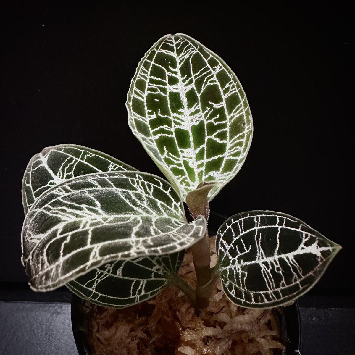 beans.4 | 【 Jewel Orchid 】 Macodes petola platinum 綺麗
