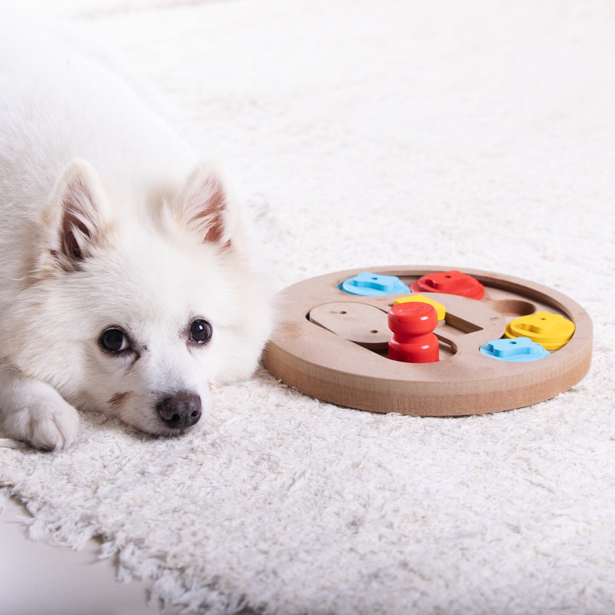 Posh_Pals's tweet photo. Unlock your dog's mental potential with dog puzzle toys, interactive games,&amp;enrichment toys!Boost their problem-solving skills,fight boredom, reduce anxiety,&amp;strengthen your bond. Let's keep our furry friends happy and mentally stimulated! #MentalStimulationForDogs #DogPuzzleToys https://t.co/LKkijkYrY2