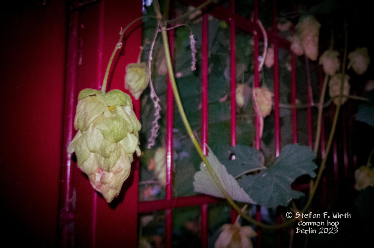 wirthstef's tweet photo. Common #hop, a #versatile #crop. The common hop #Humulus #lupulus (#Cannabaceae) is a perennial whose above-ground parts can grow up to six or eight meters high, depending on whether it is the wild form or the cultivated form. The #aboveground parts of this #climbing plant die in autumn, and only the rhizome overwinters. The common hop is native to Europe, western Asia and also North America. It has a wide range of uses, as an ornamental shrub, for #food and for various pharmacological purposes. It is also the basis for #brewing #beer.

The common hop requires #nitrogenrich #soils, which should have a higher amount of moisture. However, the wild form has also a certain tolerance for drier soils and is for example found on the edges of forests or around bushes. When climbing, the #tendrils turn to the right, i.e. following a clockwise direction. Female and male flowers can be clearly distinguished from each other; male #inflorescences are panicle-like, while #female ones are ear-like and cone-shaped. Common hop has been #cultivated for brewing beer since the middle ages. For brewing purposes only the female ears are used. These should be unfertilized, otherwise the typical #bitterness would be weaker. But hops are also #edible. The young shoots in particular are prepared as delicacy. The bitter hop taste is also used to refine foods like drinks such as liqueur. In a medical context, hops are used as a natural #sedative.

The many advantages of the cultivated form of Humulus lupulus are also appreciated outside the original distribution area of ​​the wild form, for example in Brazil. The authors M. Machado et al. (2018) investigated possibilities for more efficient propagation of common hop using #tissueculture techniques. This involves the reproduction of plant parts under artificial laboratory conditions. Experiments were carried out in southern #Brazil to find suitable culture media for #invitro #shoots multiplication and also for #exvitro #rooting. It was also about the successful #establishment of the #plantlets under field conditions. One of the results showed that micropropagated plants showed a 100% survival rate under field conditions. But not only efficient propagation methods are important for the successful cultivation of common hop, also the knowledge of possible #parasites. Basically, parasites are part of the #naturalcommunity that a plant represents. However, controlling parasites is an important issue when #farming crops. But first one has to know which parasites actually exist. 

Using morphological and molecular biological methods from a Brazilian hop culture, the authors R. F. Gonsaga et al. (2021) were able to reliably identify the #rootknot #nematode #Meloidogyne #incognita (#Heteroderidae, #Nematoda) as the cause of pathological plant symptoms. According to the authors, this is the first detection of this nematode species on common hop. However, the species was already known as a serious pest on other crops such as maize, coffee, sugarcane, vegetables or cotton. The knowledge that common hop can also act as its host is important because Humulus lupulus is usually propagated vegetatively and there is therefore a strong risk of the root parasite spreading to previously unparasitized cultivated areas, a danger that #scientists now know about and can test strategies to prevent further spread of this parasitic nematode.

© #StefanFWirth #Berlin 2023 

Sources:

M. Machado et al. (2018): 
https://t.co/KuAJSsPadr

R. F. Gonsaga et al. (2021): 
https://t.co/df1BjGCoBt

Photos: common hop in Berlin, at a fence in district Wedding. © Stefan F. Wirth 2023