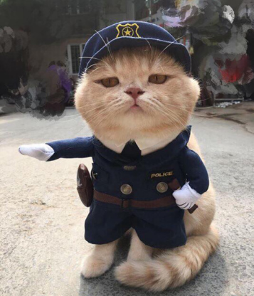 Cat.eth tweet media