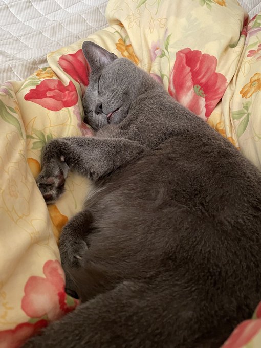 #おうつちのねこ 
舌を出して寝ておる 