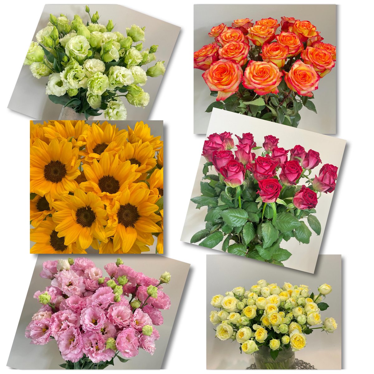 ariari878787's tweet photo. 仕入れてきたおすすめのお花です✿
ひまわり頑張ってます🥰
お問い合わせ、ご注文お待ちしております😊 https://t.co/PMLxvK3MNP