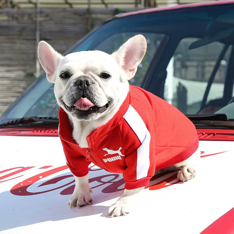 AtKimis's tweet photo. 🦊⛄Let your dog join in the baseball fever with our Baseball Dog Jacket! Tailored specifically for small and medium-sized breeds like French Bulldogs, Chihuahuas, and Pugs.🦊⛄

Check it out here
https://t.co/QaquQOxeAf

But for 75$ and get one item Free!
#dogfashion https://t.co/10tQBvKBhf