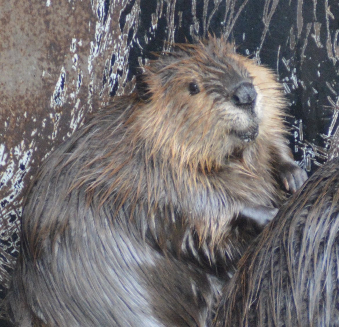 pypypanda's tweet image. 天使のスマイルライン〜お母の背中から〜
 #羽村市動物公園