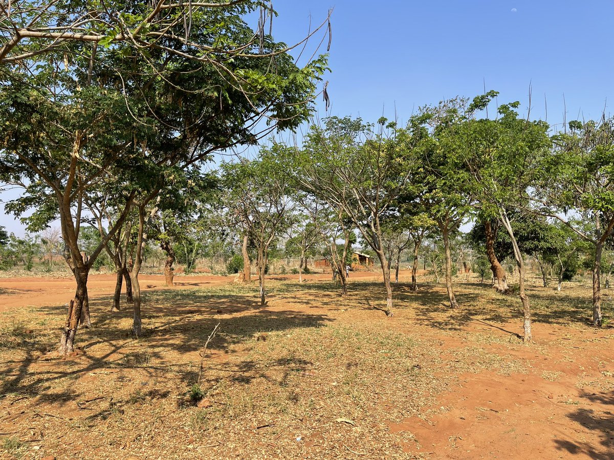 The Jesuits through #JCED have embarked on afforestation intervention in Kasungu through the Green School Project with support from <a href="/miseancara/">Misean Cara</a> . #manure #climateSmart 
<a href="/johnmoffett4/">John Moffett</a>