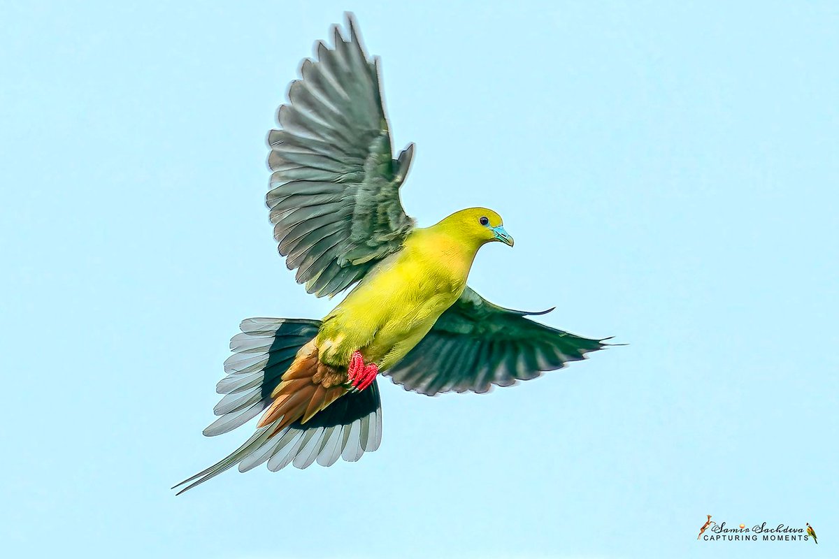 Pin-tailed Green Pigeon
#IndiAves #TwitterNatureCommunity #ThePhotoHour #Twitterbirds #BirdsOfTwitter #BBCWildlifePOTD #birdsinflight #dreamflight #birdsinindia #indianbirds #birding #outstretcedwings #darjeeling #pinsfortails #wildlifephotography #BirdsSeenIn2023