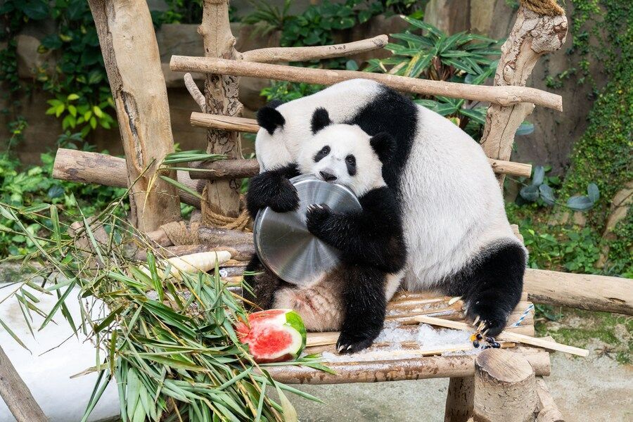 PDChina's tweet image. China&apos;s #giantpandas living overseas total 63 so far, and are in generally sound health condition, signaling remarkable results in giant panda cooperation, the latest survey by China&apos;s National Forestry and Grassland Administration showed.
