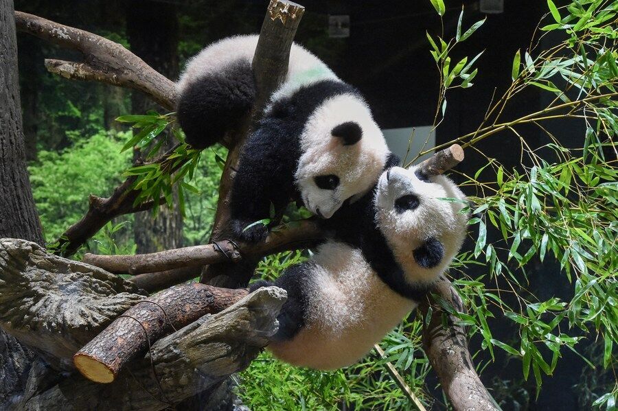 PDChina's tweet image. China&apos;s #giantpandas living overseas total 63 so far, and are in generally sound health condition, signaling remarkable results in giant panda cooperation, the latest survey by China&apos;s National Forestry and Grassland Administration showed.