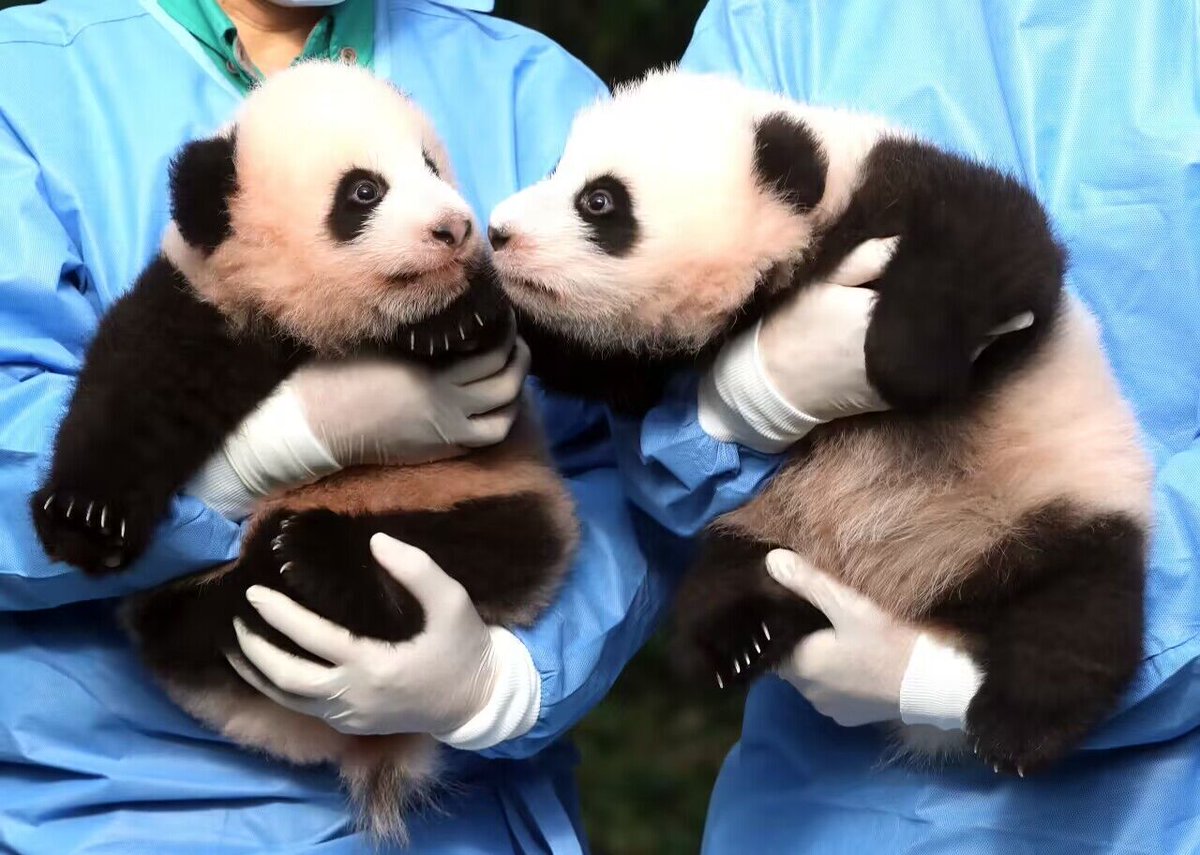 PDChina's tweet image. China&apos;s #giantpandas living overseas total 63 so far, and are in generally sound health condition, signaling remarkable results in giant panda cooperation, the latest survey by China&apos;s National Forestry and Grassland Administration showed.