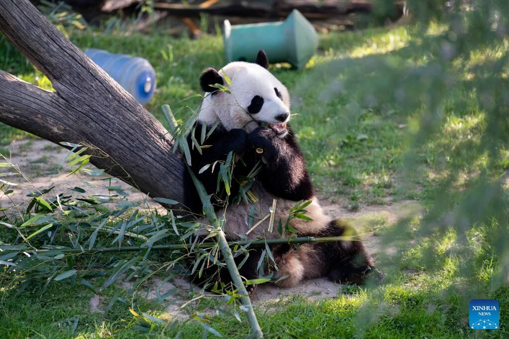 PDChina's tweet image. China&apos;s #giantpandas living overseas total 63 so far, and are in generally sound health condition, signaling remarkable results in giant panda cooperation, the latest survey by China&apos;s National Forestry and Grassland Administration showed.