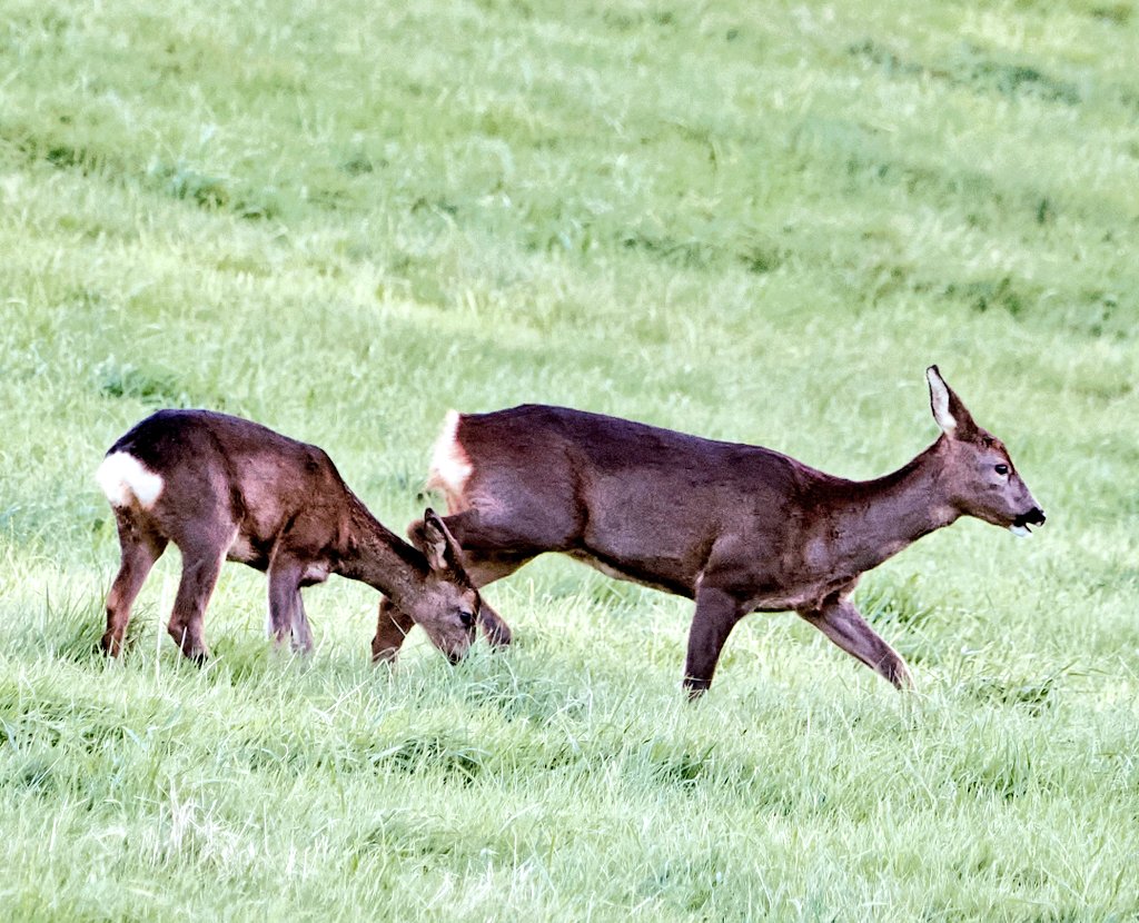 Bambi and Mama #RoeDeer @Gateshead #LockHaughFarm #DerwentValleyCountryPark @NorthEastTweets #TwitterNatureCommunity