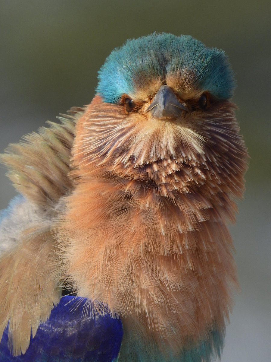 'PORTRAIT'
INDIAN ROLLER 
Shivdaspura Jaipur Rajasthan
24102023
#indian
#habitat #roller #portrait  
#vanakriti
#natgeo 
#naturephotography 
#nature_of_our_world 
#nationalgeographic_ #nature_perfection 
#netgeotravelindia 
#nationalgeography 
#netgeoyourshot 
#nationalgeographic