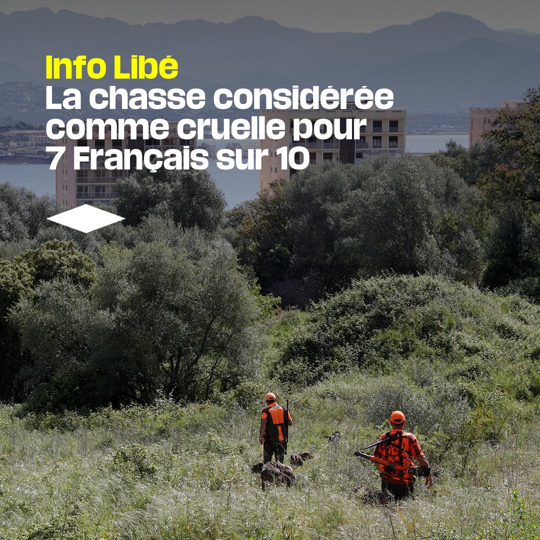 libe's tweet photo. ❌ 7 Français sur 10 considèrent la chasse comme «une pratique cruelle»

👉 Le sentiment anti-chasse ne cesse de progresser, tant en ville qu’à la campagne. Déjà majoritaire chez les femmes, il gagne du terrain parmi les hommes. @onevoiceanimal

➡️ https://t.co/IQY9au116i https://t.co/IQZMwDoNwQ