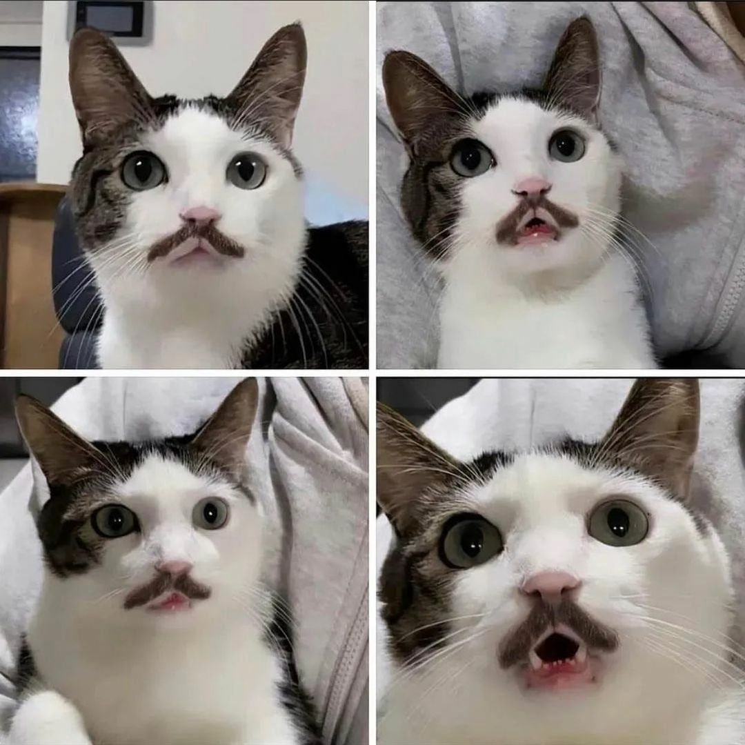 The meowstache cat