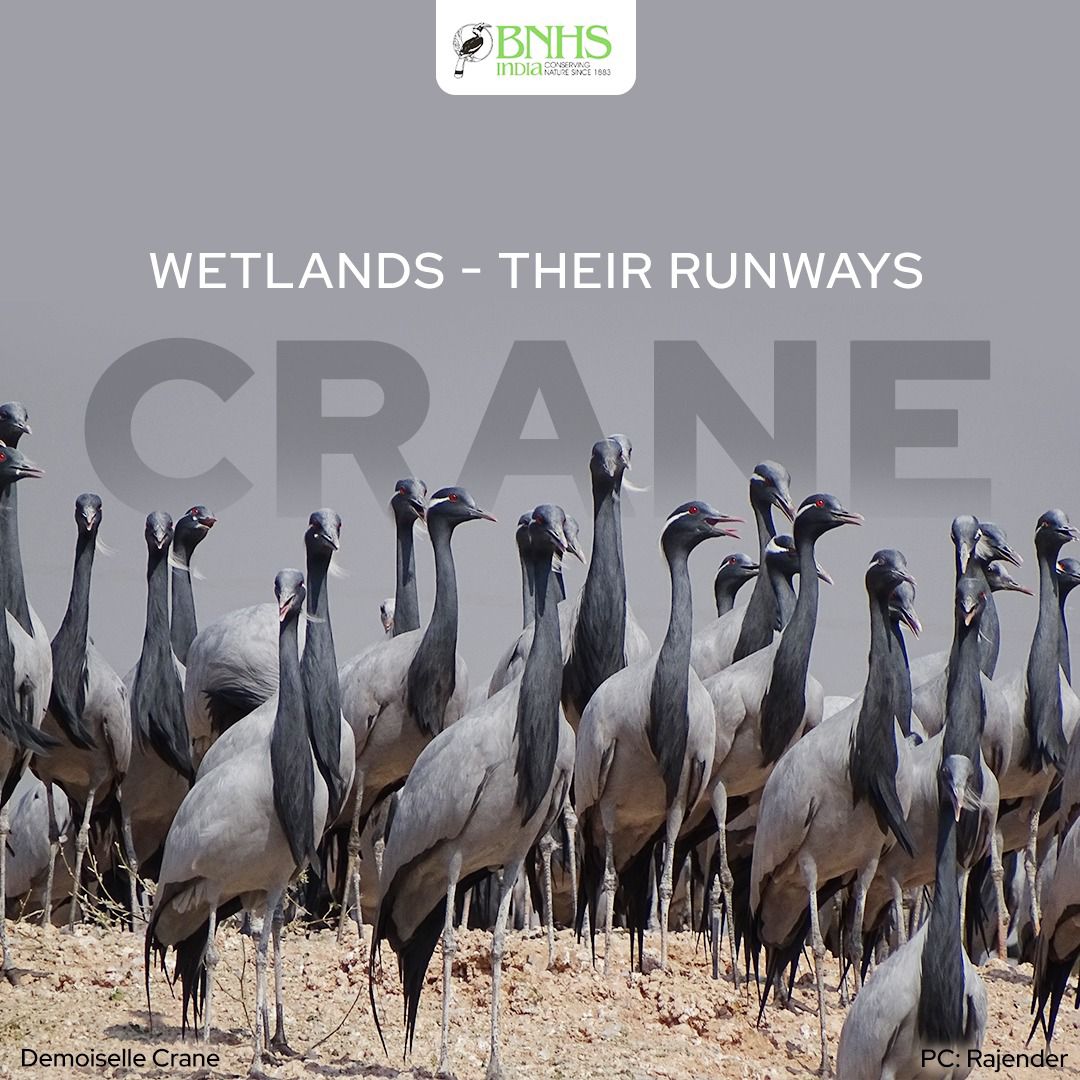 BNHSIndia's tweet photo. ✨Fun Facts about the Crane Crew:
-Often fake a wing injury to take predators away from their nests.
-Mating dance is a spectacular display.
-Form life-long monogamous pair bonds.
#LearnWithBNHS #BirdsOfTheWorld https://t.co/wqzeL9Rw6h