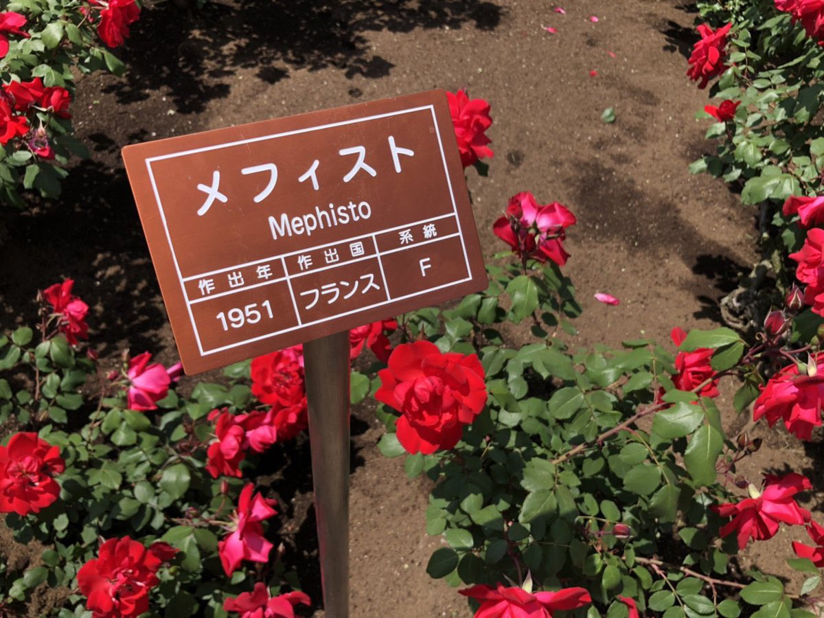 kitarochaya's tweet photo. 鬼太郎茶屋近くの
神代植物公園に行くと..！！！

🌹メフィスト&amp;ファウスト🌹

ついつい悪魔くんファンが
反応してしまいそうな
薔薇が咲いてるよっ👻✨❣ https://t.co/uBULkqz031