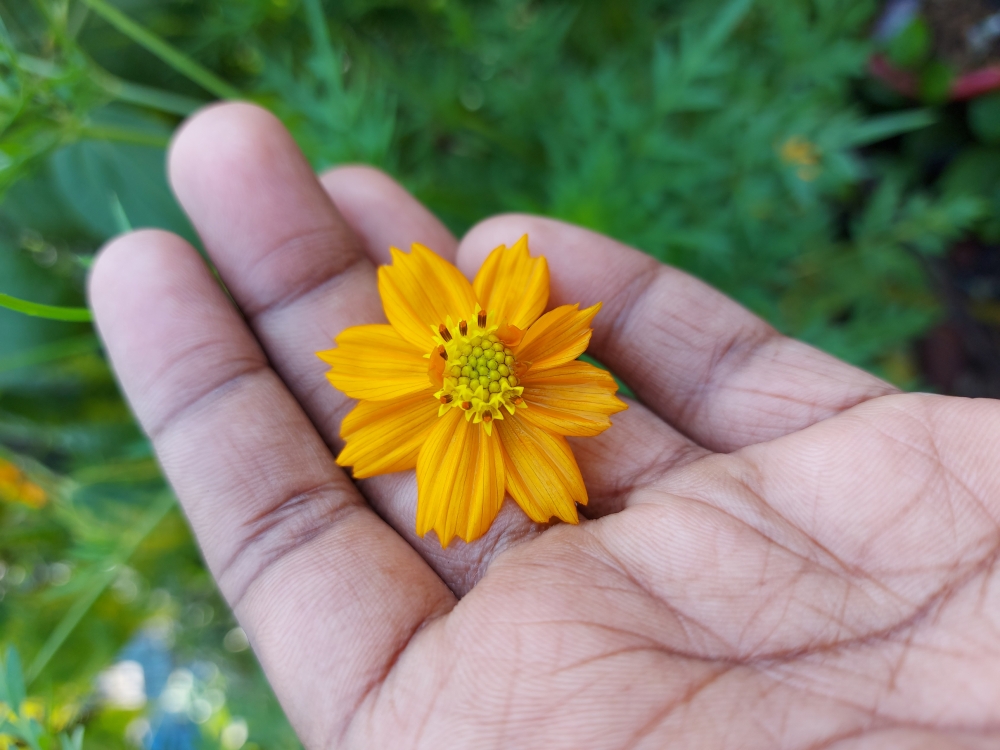 PGCLICK1's tweet photo. PGCLICK PHOTO OF THE DAY !!!
.
https://t.co/KujmRfPyCw? 
.
Photo by Dibesh K S
.
#pgclick #photography #freephotos #flower #flowerathand
#yellowflower #nature #galaxya71 #atapethiya #coppercanyondaisy
#yellowatapethiya #smartphone https://t.co/iuTtYvil3P