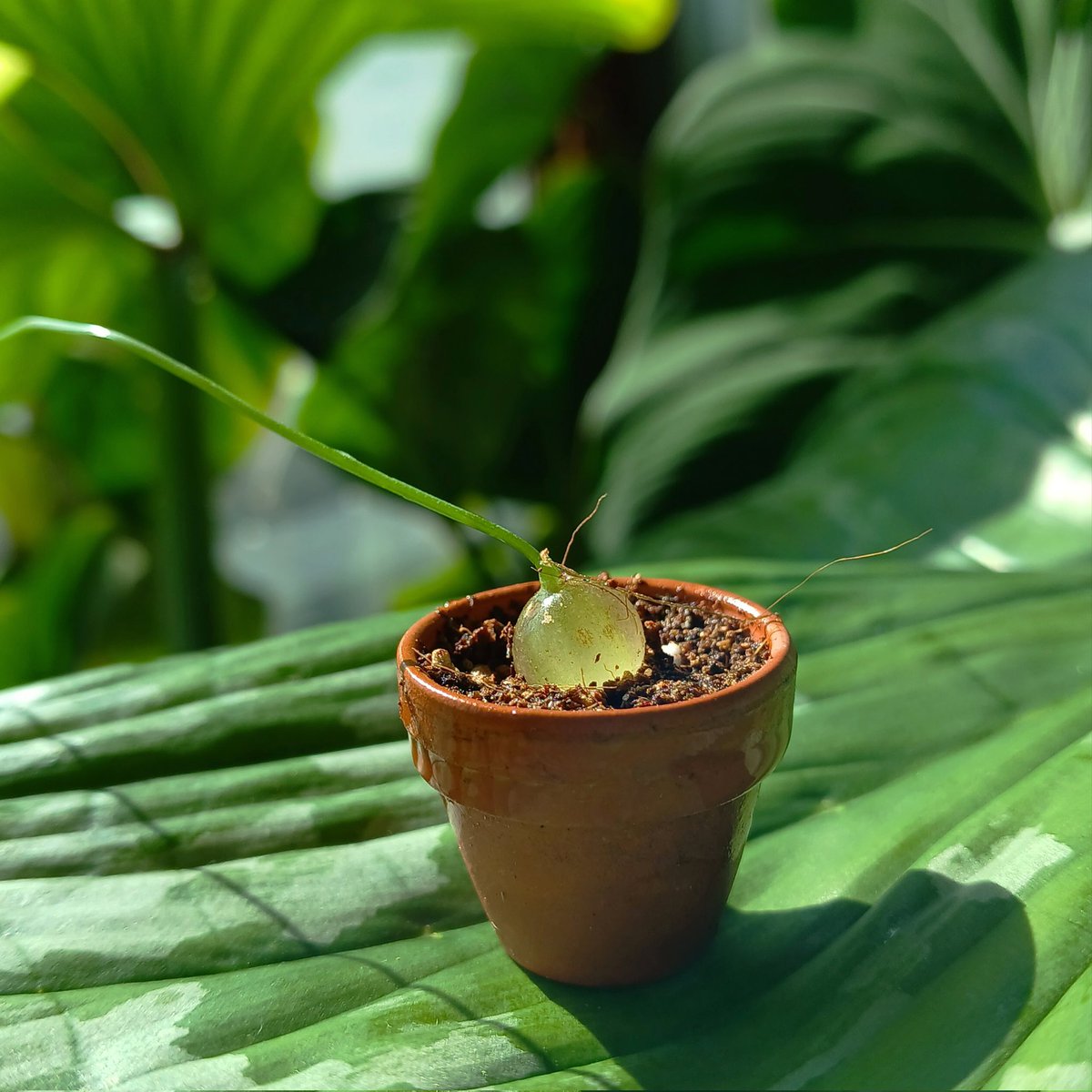 우리는 평생 동그란 인트리카타밖에 보지 못하는 거예요