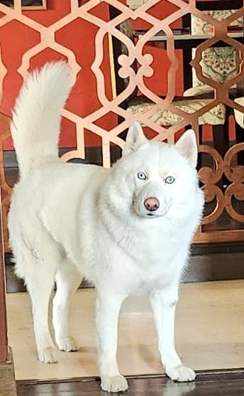 Anakin giving me a stare down...... what do MEAN we're not going for a walk? Just stop being lazy and move your....

#dogs #husky #huskies #dogpics #pets #petparents