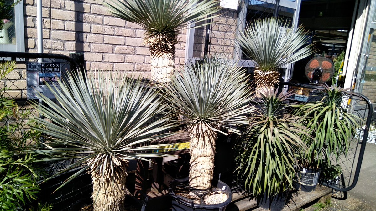 ガーデンセンター瑞穂店】 暑さ寒さに強く、とっても丈夫！ドライ