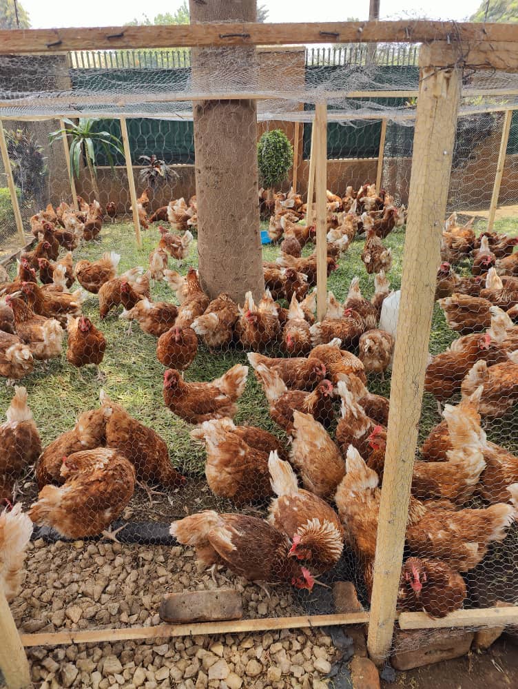 Natta76611340's tweet photo. chickens 6000, eggs k4000 I'm in area 3 please retweet 😊 https://t.co/aNmc7o48Ce